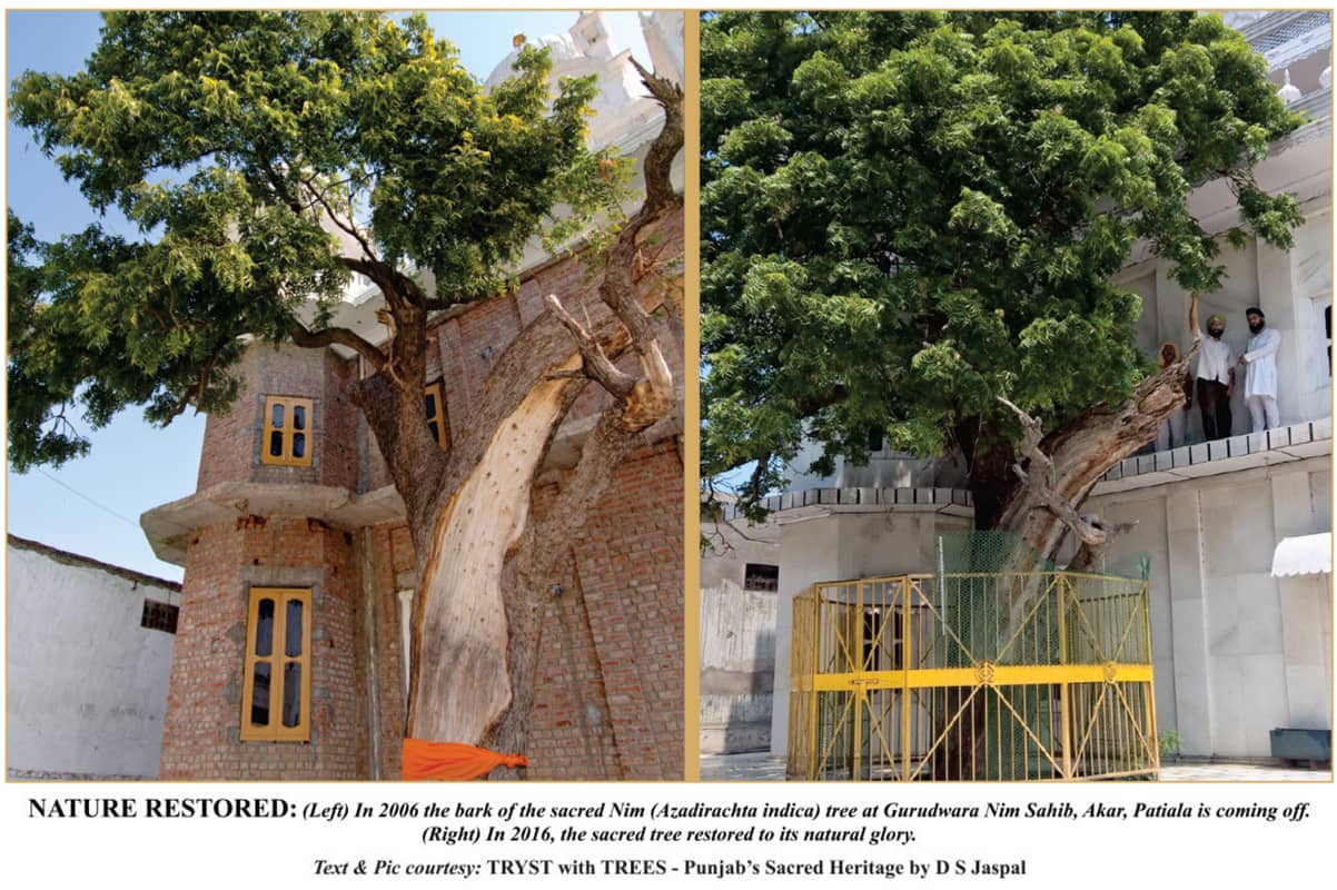 tree-11