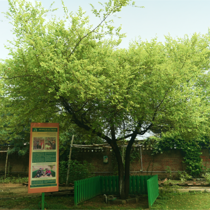 Beri Tree Planted by Bhagat Singh Sapling