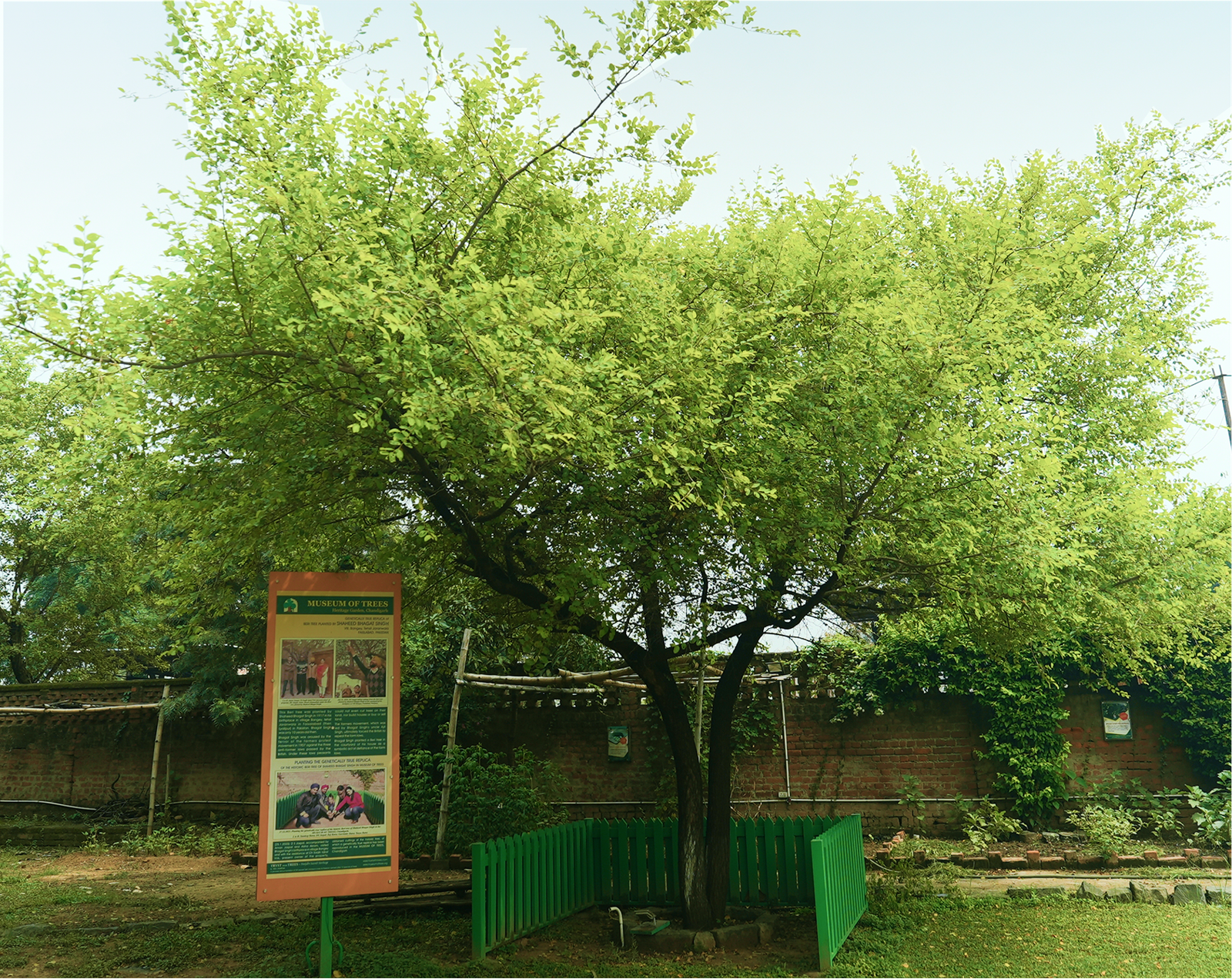 Beri Tree Planted by Bhagat Singh Sapling