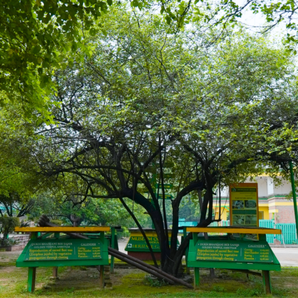 Dukh Bhanjani Ber Tree Sapling