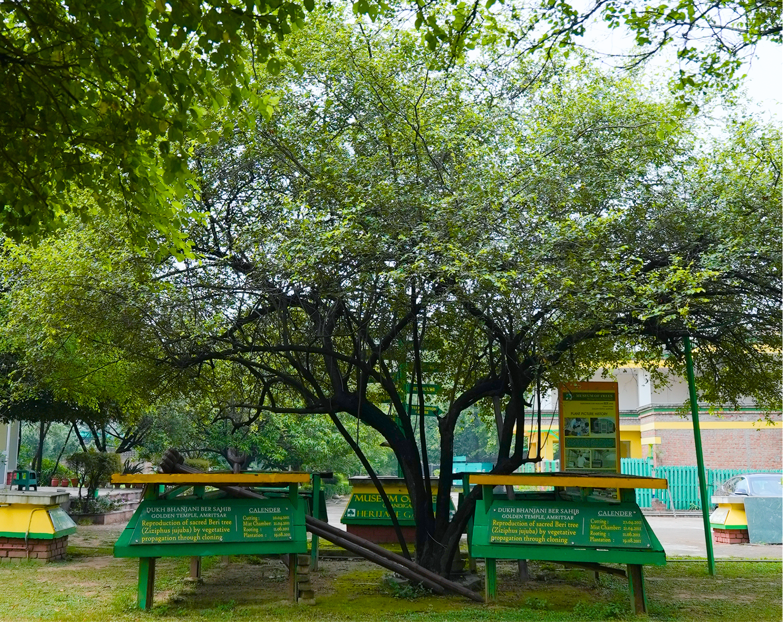 Dukh Bhanjani Ber Tree Sapling