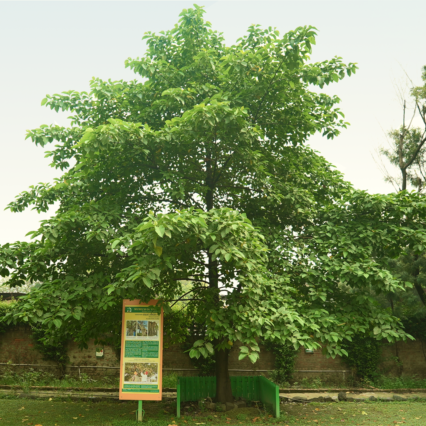 Kalap Vriksh Tree Attari Sapling