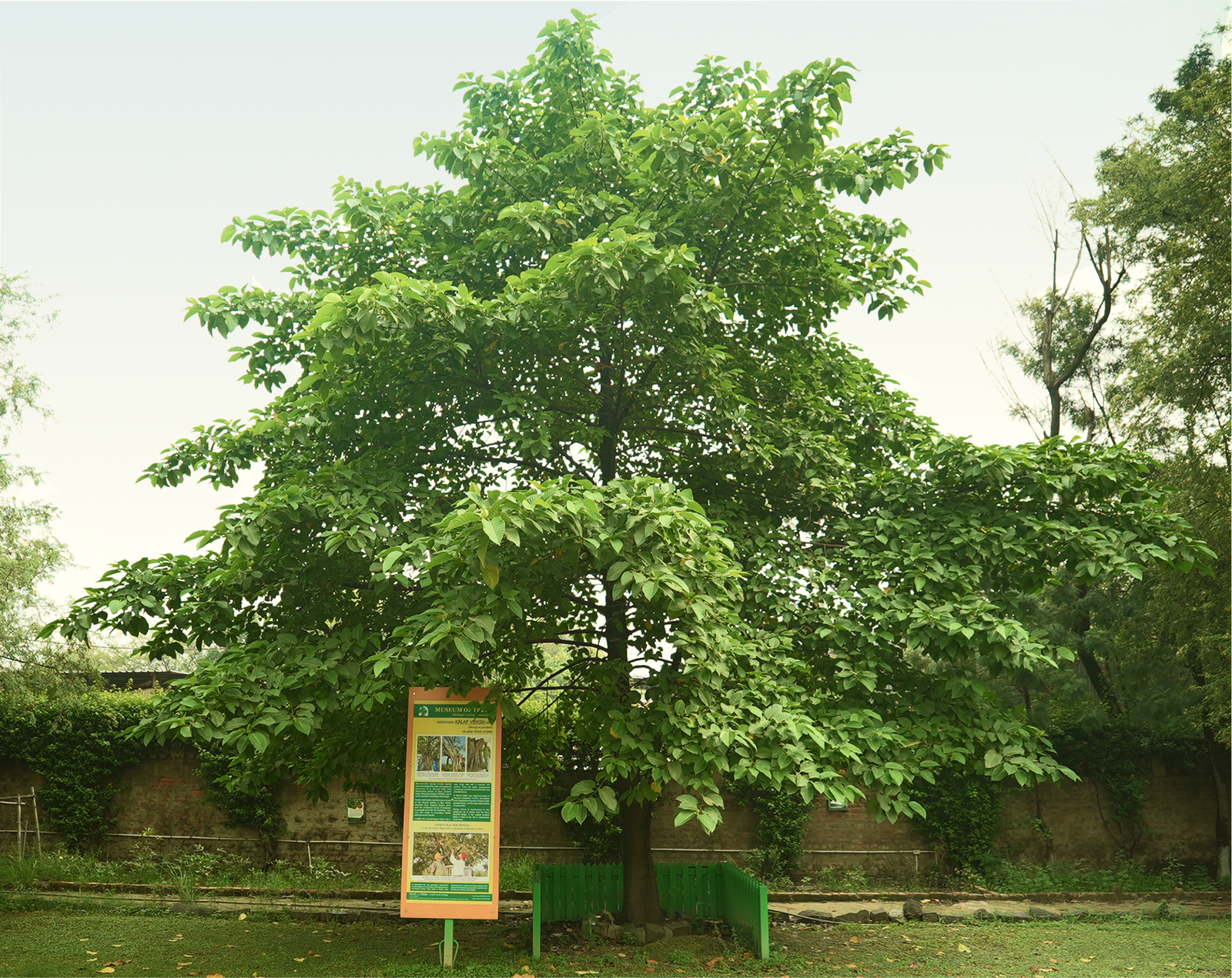 Kalap Vriksh Tree Attari Sapling