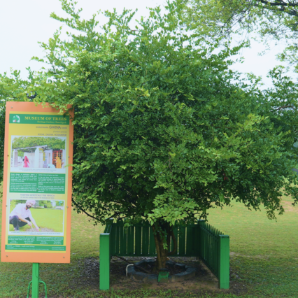 Garna Tree Hoshiarpur Sapling