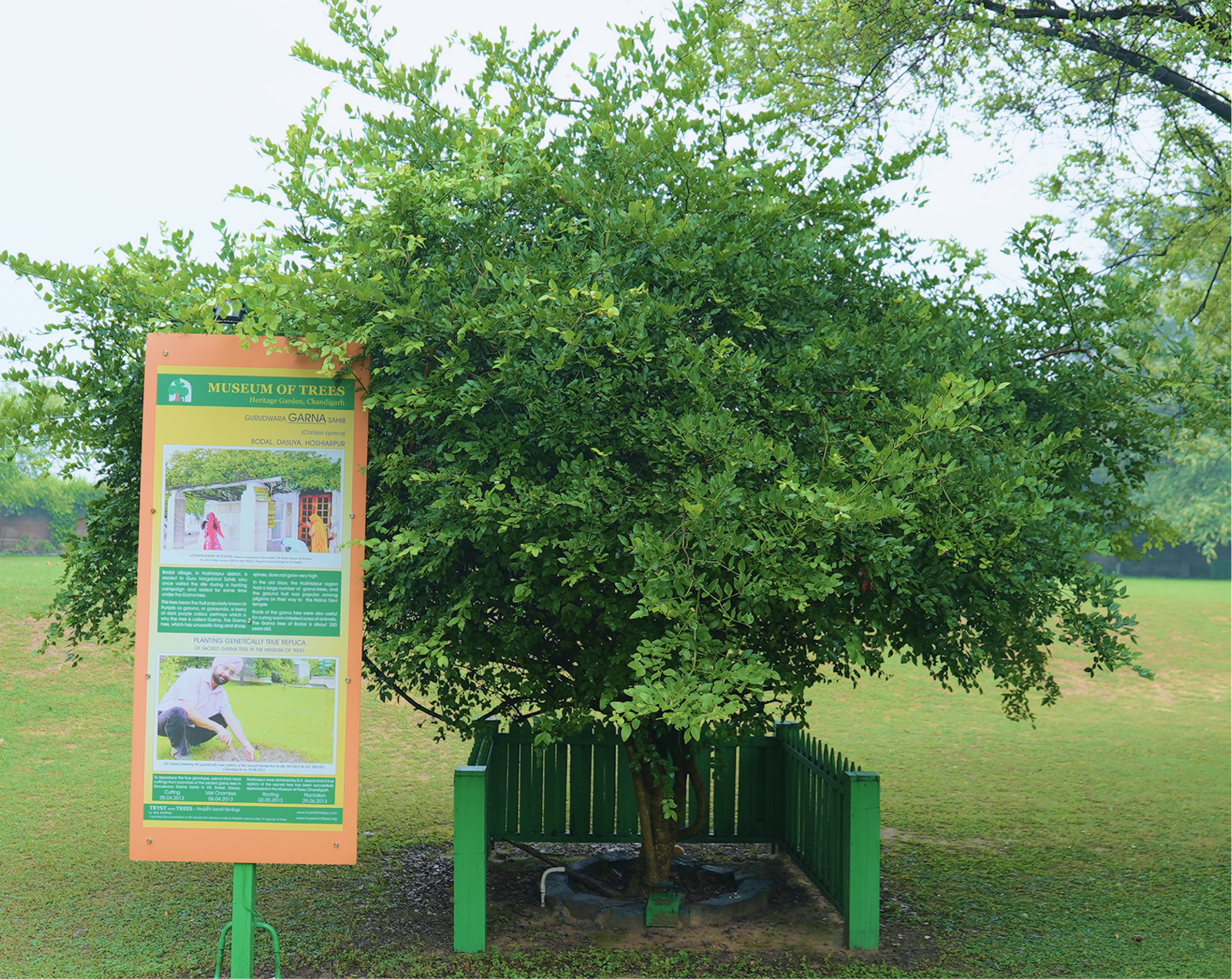 Garna Tree Hoshiarpur Sapling
