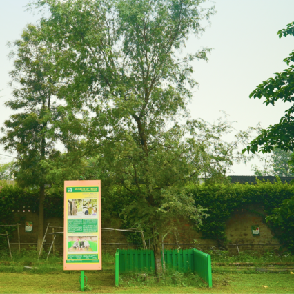 Jand Tree Chamkaur Sahib Sapling