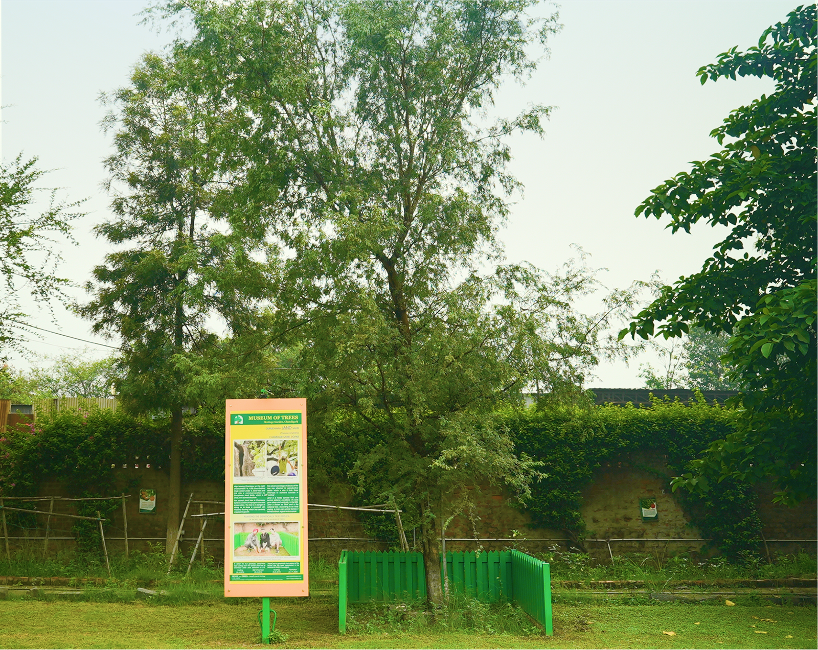 Jand Tree Chamkaur Sahib Sapling