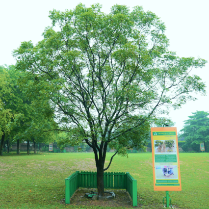 Nim Tree Patiala Sapling