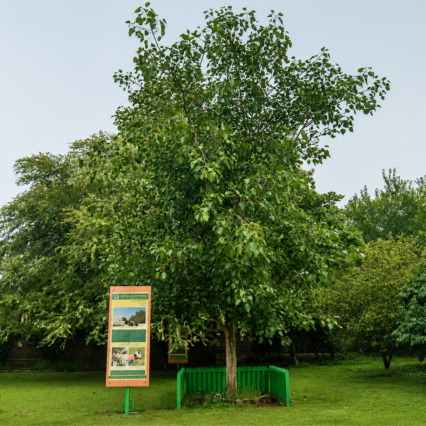 Peepal Tree Amritsar Sapling