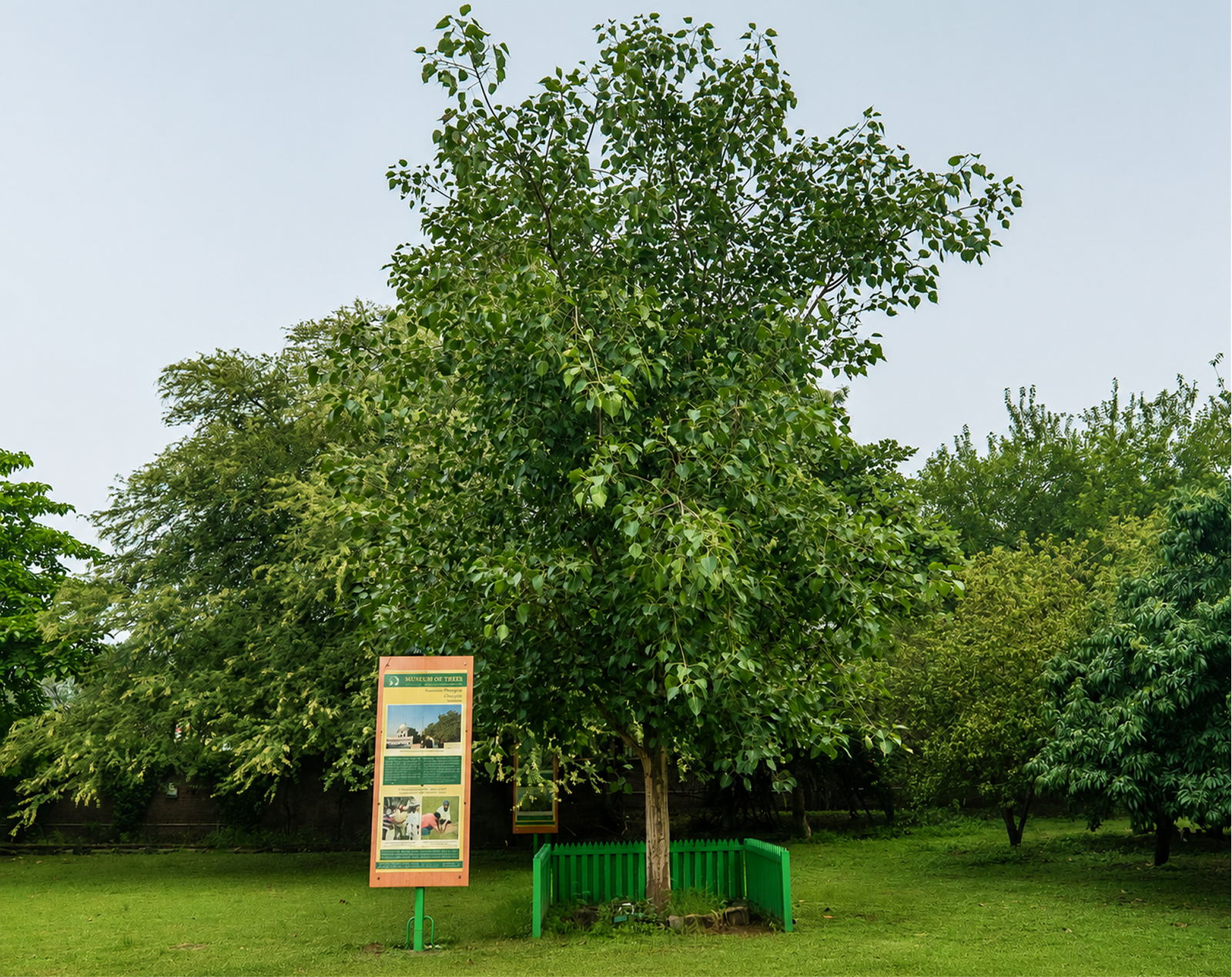 Peepal Tree Amritsar Sapling