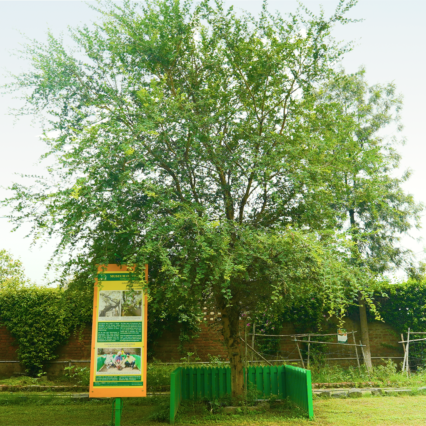 Reru Tree Nandpur Sapling