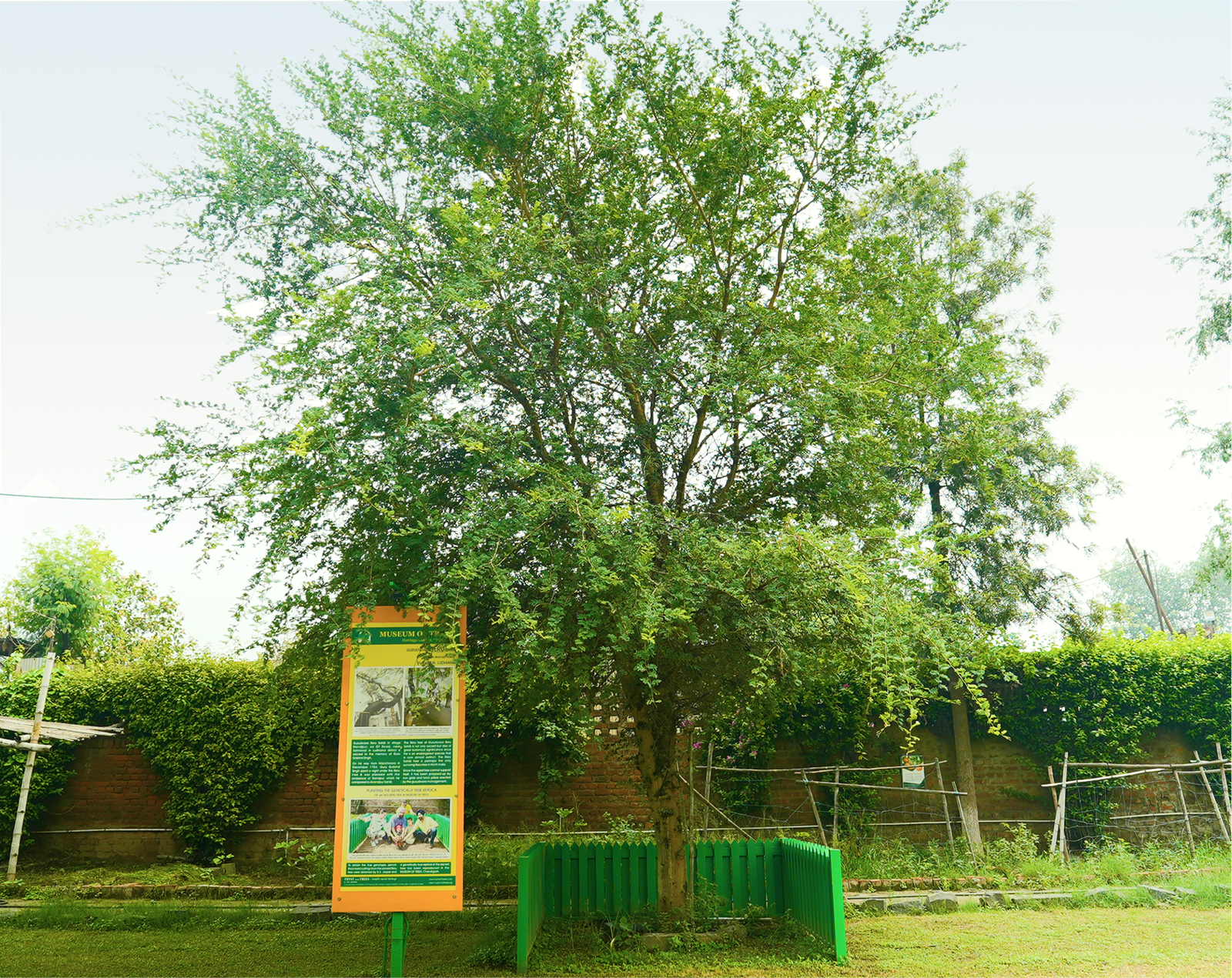 Reru Tree Nandpur Sapling