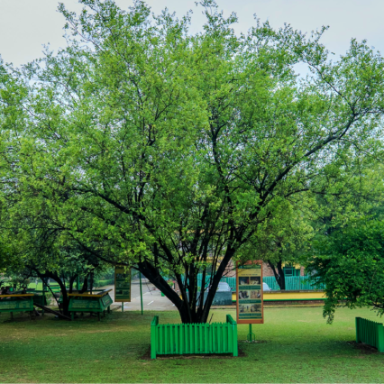 Beri Tree Sialkot Pakistan Sapling