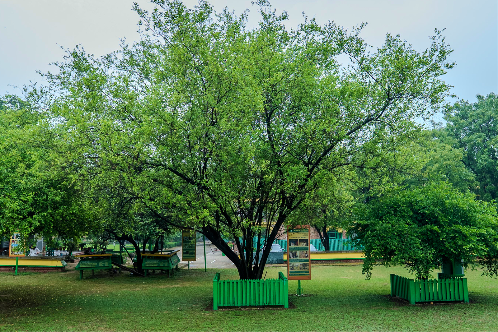 Beri Tree Sialkot Pakistan Sapling