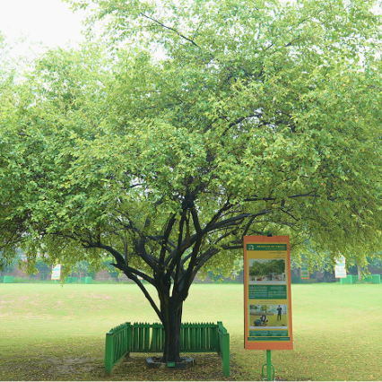 Beri Tree of Sultanpur Lodhi Sapling