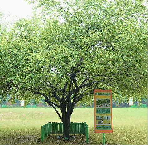 Beri Tree of Sultanpur Lodhi Sapling