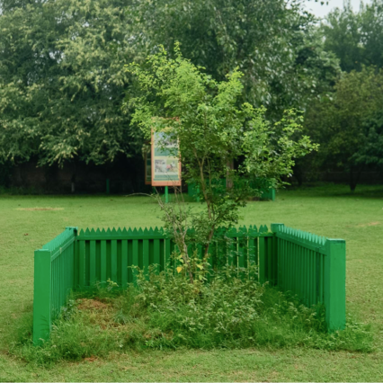 Tahli Tree of Munak Kalan Sapling