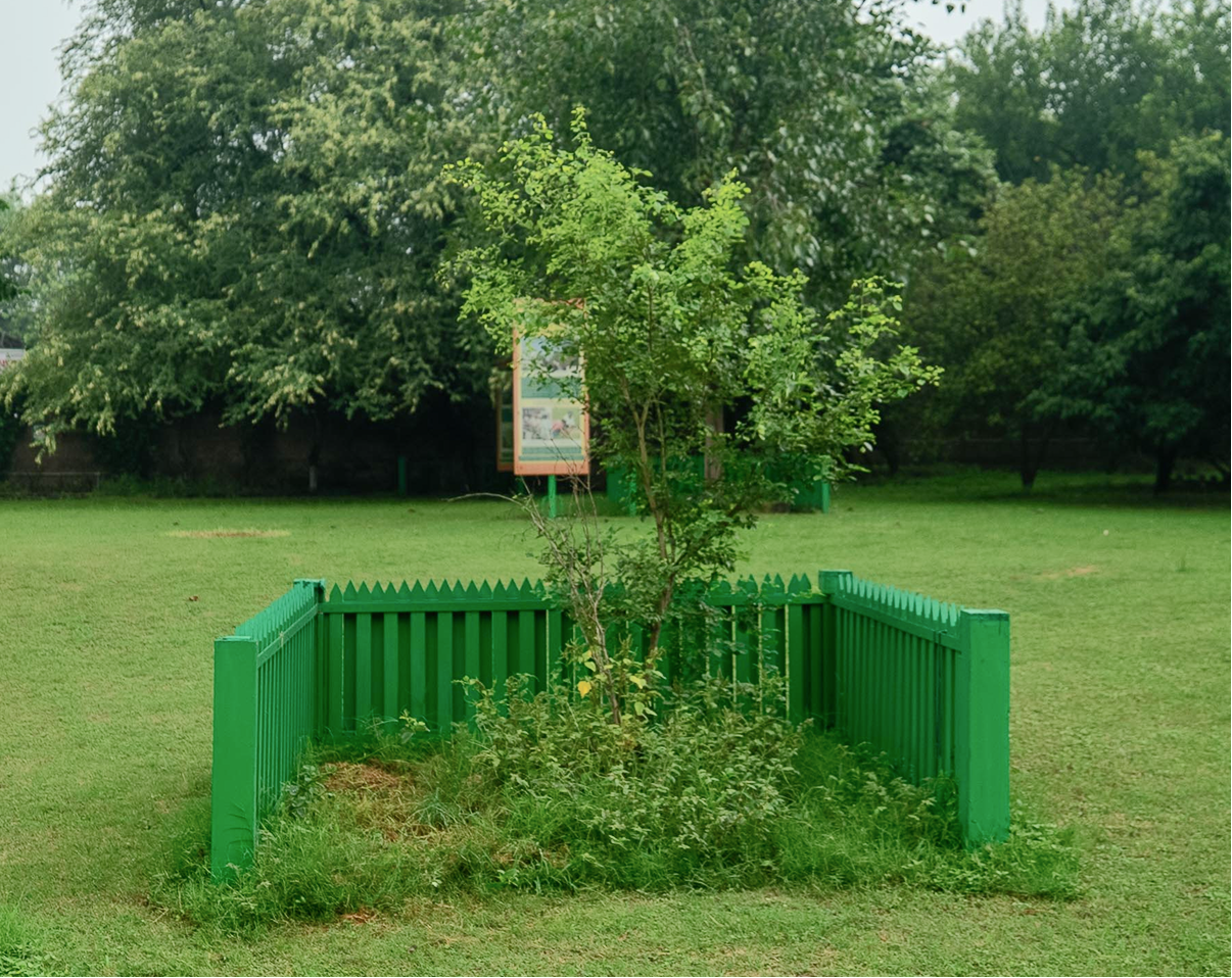 Tahli Tree of Munak Kalan Sapling