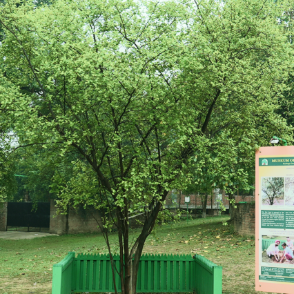 Beri Tree Ludhiana Sapling