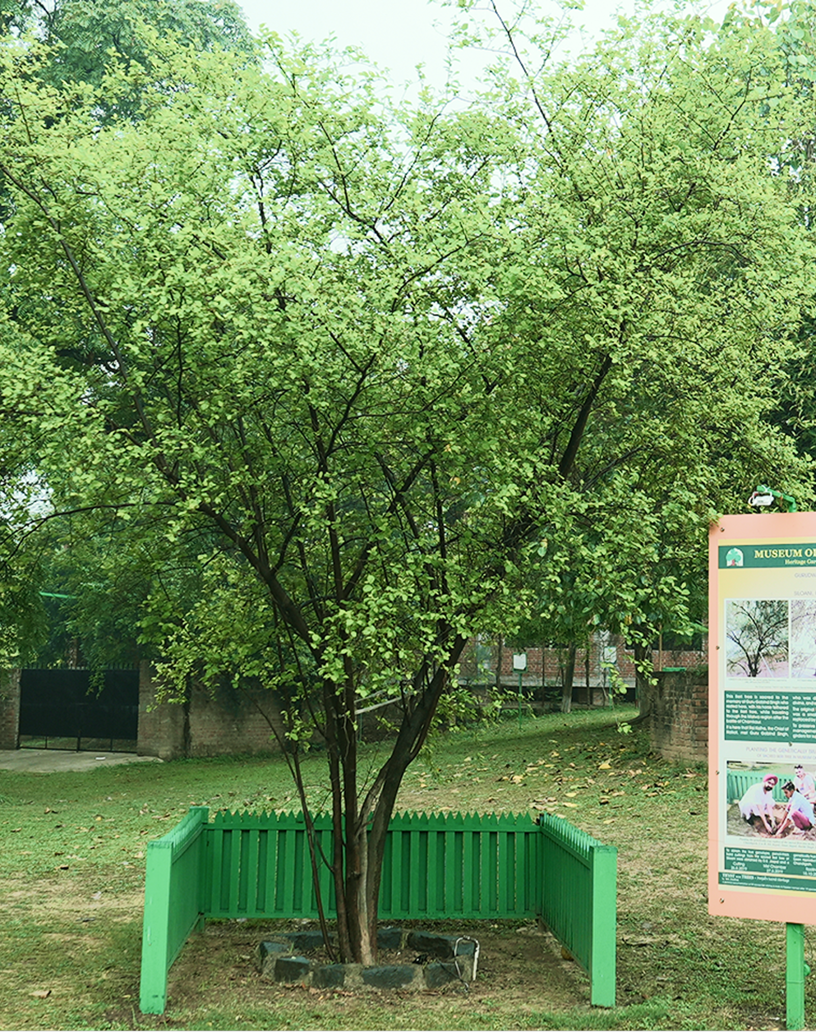 Beri Tree Ludhiana Sapling