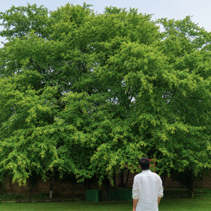 Phalahi Tree Bathinda Sapling