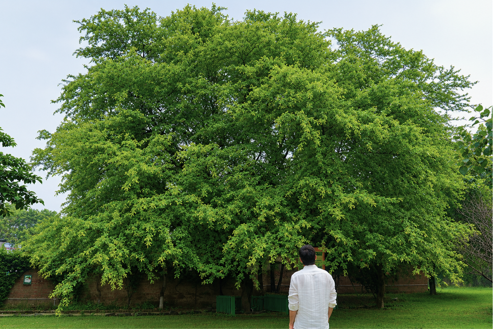 Phalahi Tree Bathinda Sapling