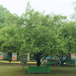 SultanparLodhi