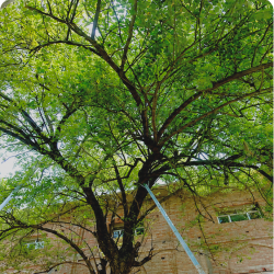 beritreeludhiana
