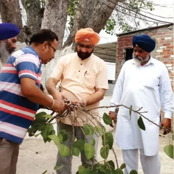 cuttingpeepal