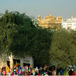 dukh-bhanjani-original-tree
