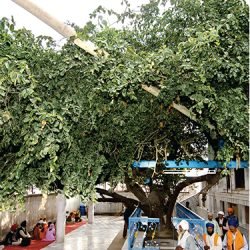 lodhitree