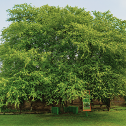pahalahi-tree-og