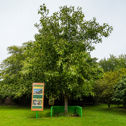 peepaltreeherosection