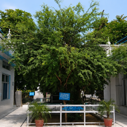 phalahi-original-tree