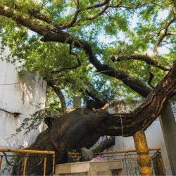 reru-tree1