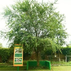 reru-tree5