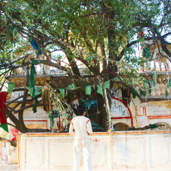 sialkot-originaltree