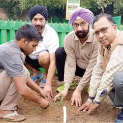 tahli-tree-original-tree-plantation