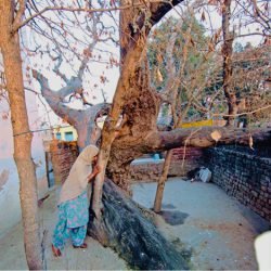 tahli-tree-original-tree